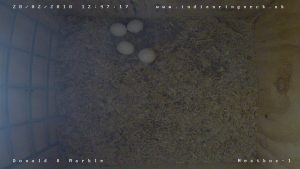 RingNeck Parrot Nestbox Four Eggs