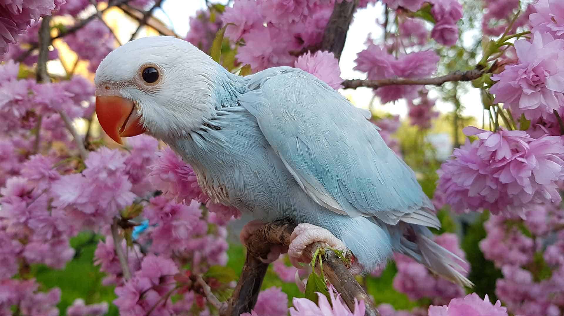 Indian Ringneck Baby Parrot At RPM Aviaries Manchester