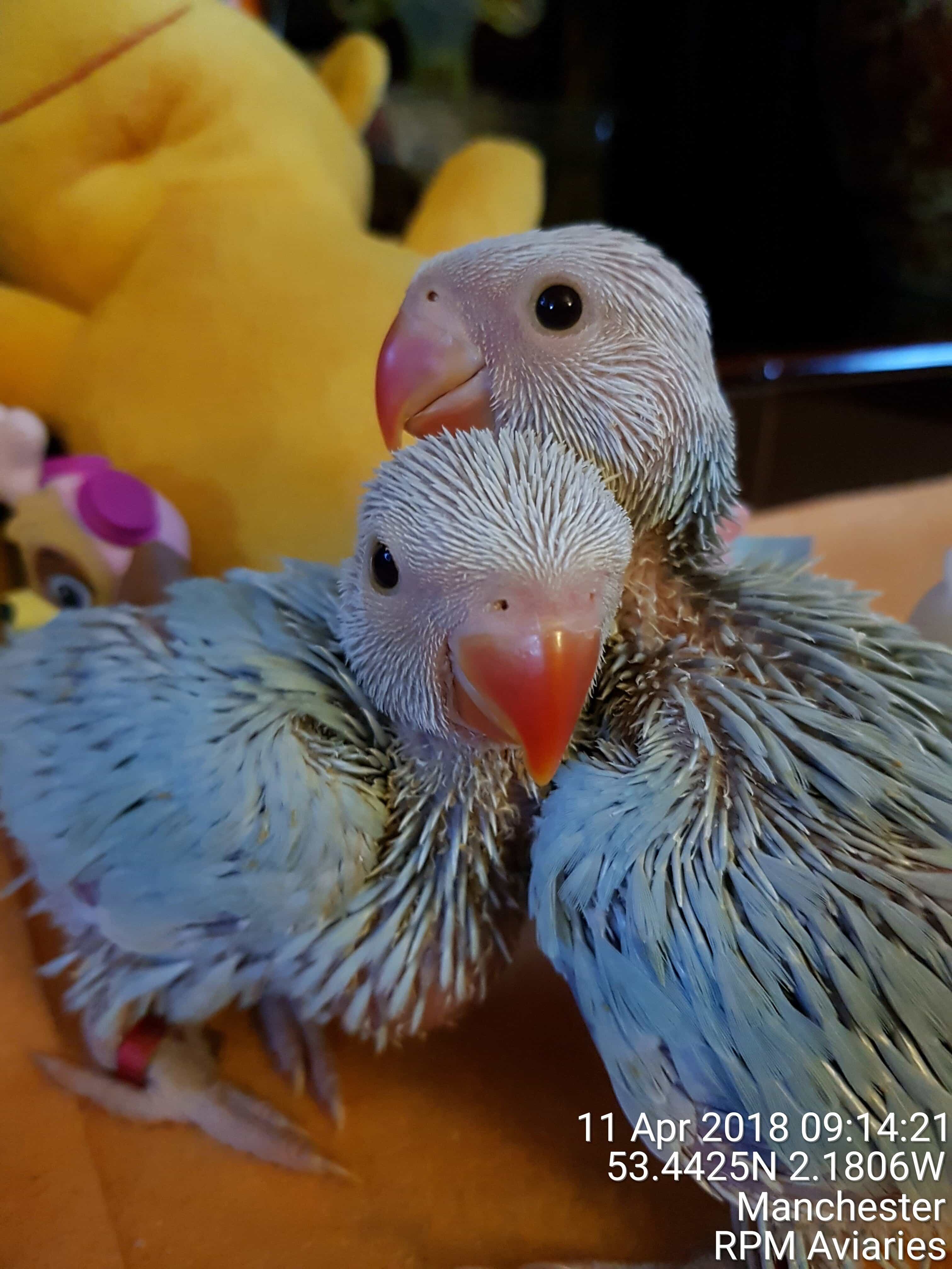 Ring-necked parakeet babies