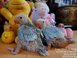 Indian Ringneck Baby Parrots Manchester
