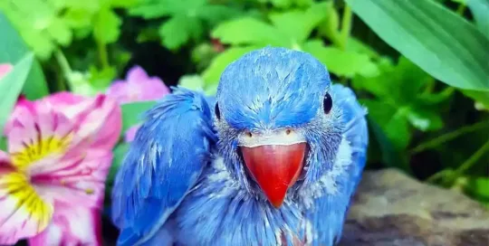 RPM Aviaries Manchester Contact Us