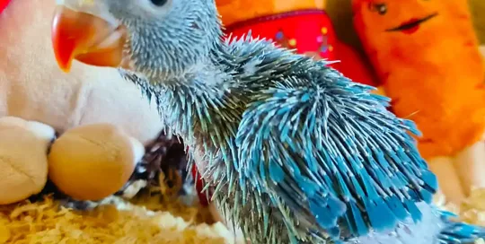 Ringneck Baby Chipper Portfolio