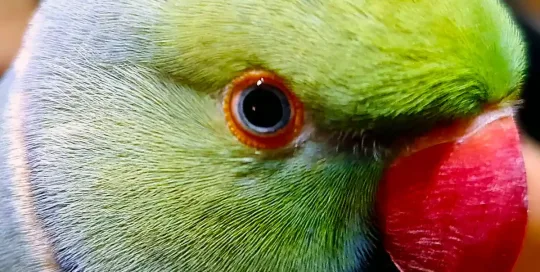 Ringneck Bam Bam Portfolio