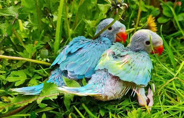 Ringnecks for sale discount
